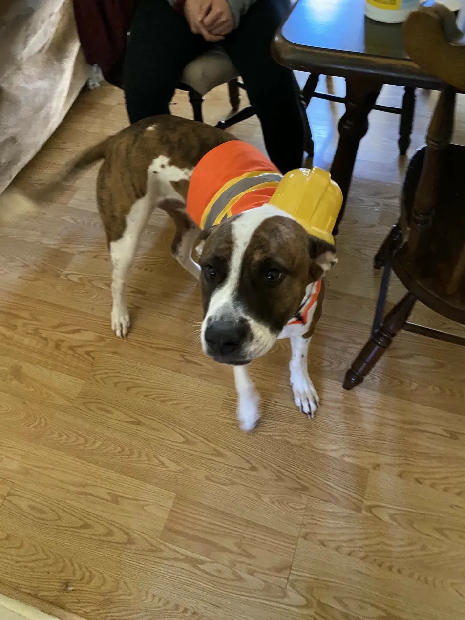 Hendrix in construction gear